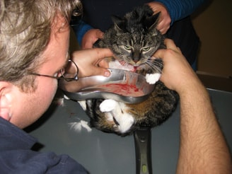 Dierenarts