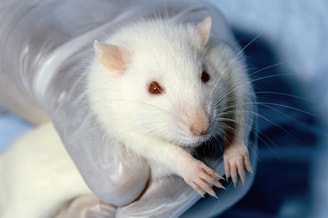 Dierproeven rat