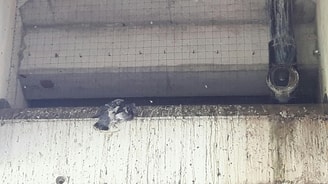 Duif onder metro Zuidplein Slinge