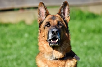 Duitse herder politiehond