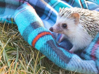Egel