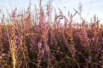 Heide Veluwe