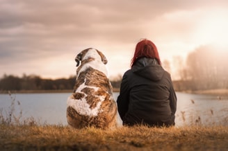 Hond honden huisdier