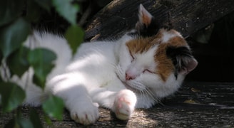 Kat