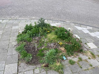 Lege boompiegel bomenkap Amsterdam