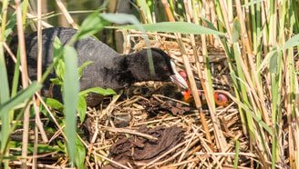 Meerkoet Fulica Atra D J B 06