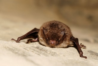 Myotis daubentoni Gilles San Martin Wikimedia Commons