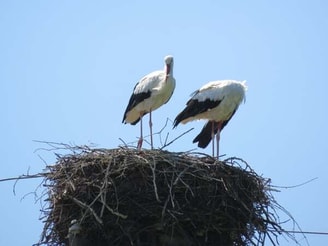 Ooievaar partijvoordedieren drenthe