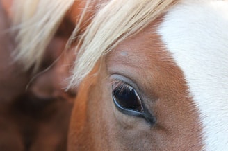 Paard close up