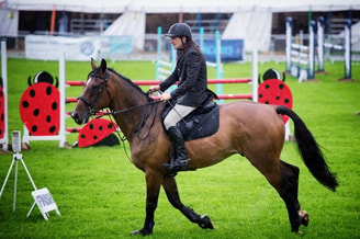 Paardensport