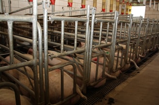 Stal varkens