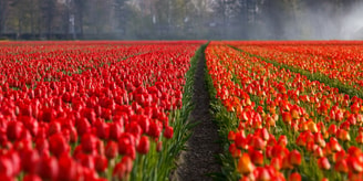 Tulp bloem landbouwgif tulpen bloemen