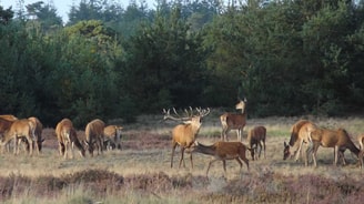 Veluwe