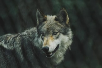 Wolf in Drenthe