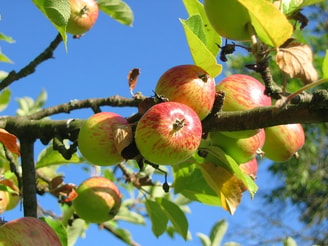 Apple Tree 360083 1280