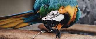 Bannerbird 2560387 1920