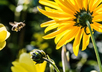 Bee Bloom Blossom 63641