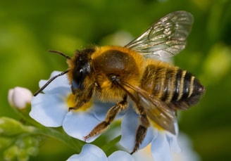 Bijen 2