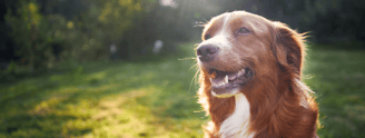 Blije hond gras banner