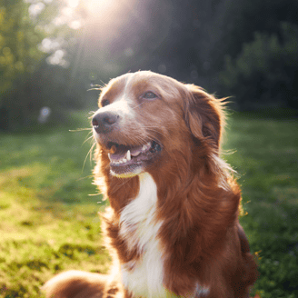 Blije hond gras vierkant