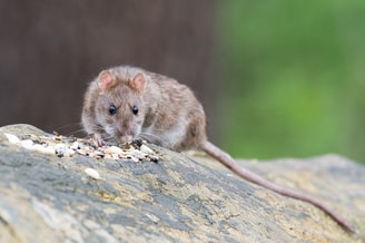 Brown Rat 2115585 1920