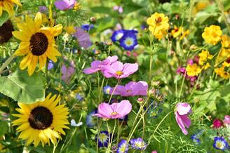 Flower meadow 3598555 1920