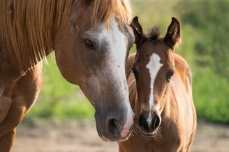Foal g1fdf9f977 1920