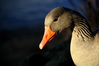 Gans grauwe portret