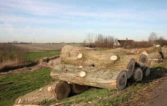 Gekapte Bomen