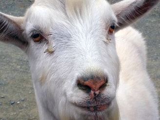 Goat 551180 340