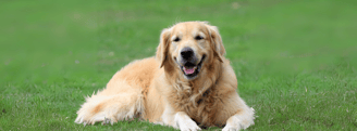 Golden retriever hond
