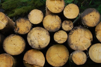 Hout Biomassa Houtkap