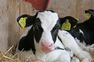 Kalf calf koe melk