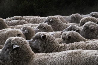 onverdoofd slachten onverdoofde slacht halal kosher koosjer kosjer ritueel slachten pvdd partij voor de dieren partij van de dieren dierenpartij thieme