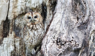 Owl2
