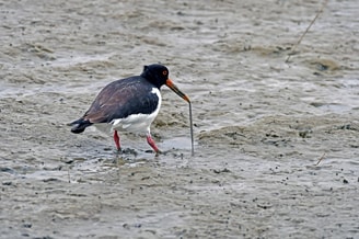 Oystercatcher 3657983 1920