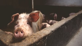 Pig 1000x562