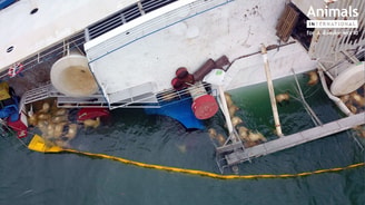 Schip schapen roemenie