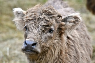 Schotse hooglander kalf