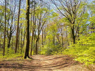 Spring ge0804d063 1920