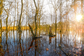 Stikstof natuur partijvoordedieren klimaat