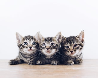 The lucky neko ue Pn9 YCTCY0 unsplash