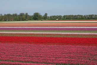 Tulips 5104406 340