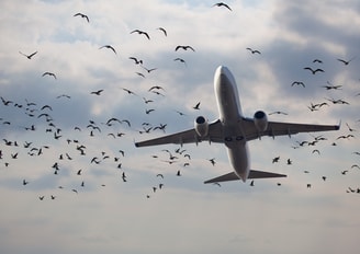 Vliegtuig Vogels