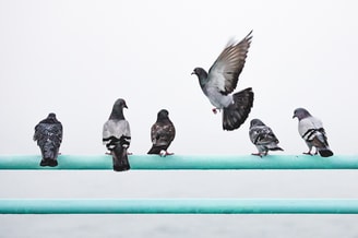Vogels duif duiven