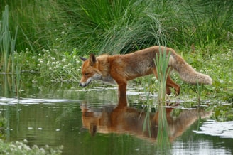 Vos Water