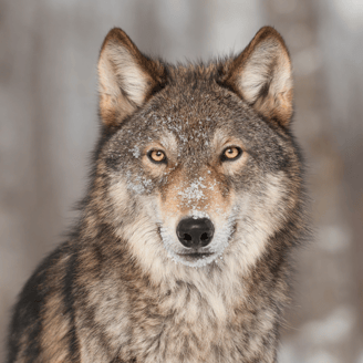 Wolf 1