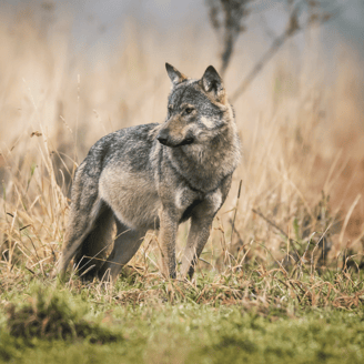 Wolf 3