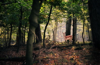 woudfunding pvdd partij voor de dieren bos staatsbosbeheer gelderland dierenpartij