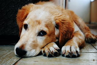 Zielige hond houdverbod frank wassenberg dierenbeulen